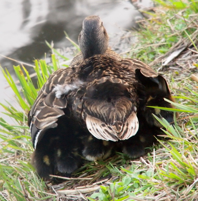 [Back end view of a mother mallard with her wings curved outward over her sides such that they are touching the ground. Within this improvised 